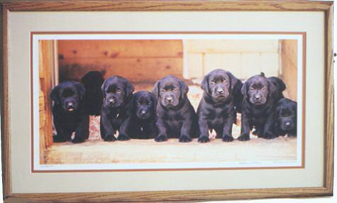 All Lined Up