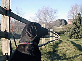 Labrador Retrievers