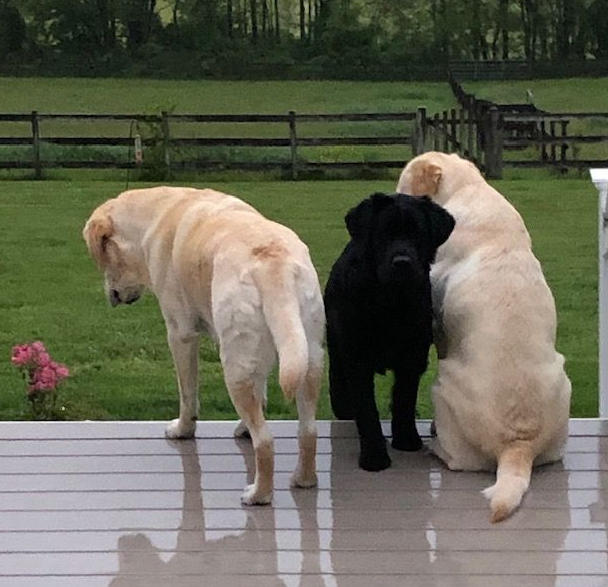 Labrador Puppies